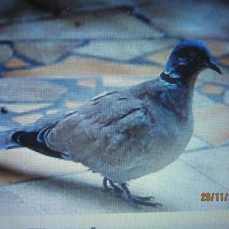 Mer A 100M,,,Villa Libre Au 12Oct,,,Dans La Rue Nature De Ronce,,Espace,,Liberte,,Nature,,,Les Joies De Mer ! * Ronce-les-Bains
